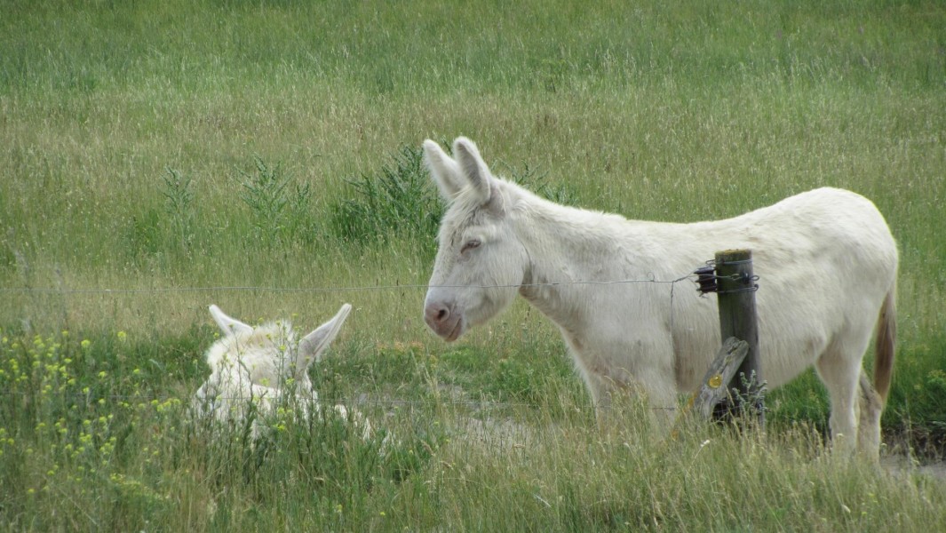 excursion-to-the-white-donkeys-in-the-national-park-en-image